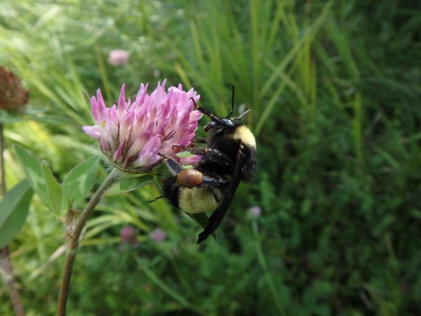 The American Bumblebee, a species once more commonly seen around Southern Ontario, is critically endangered and under threat of extinction.