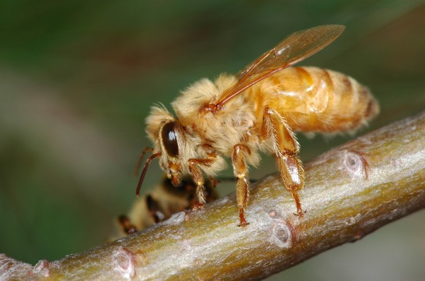 image of honey bee