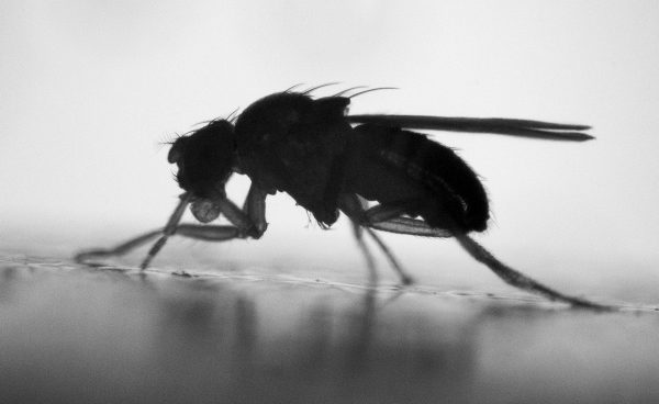 Common fruit fly, Drosophila melanogaster. By Heath MacMillan at York University