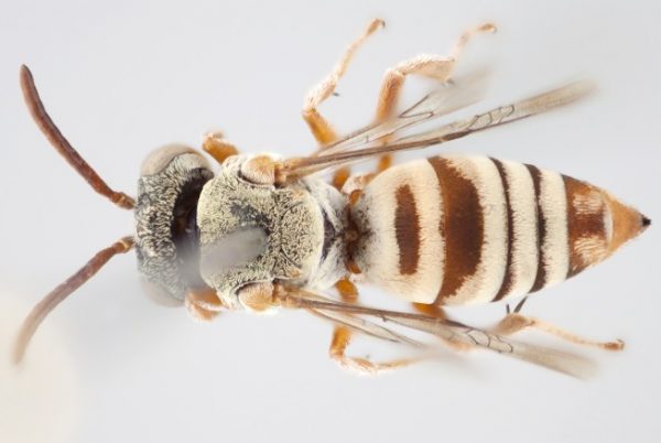 A specimen of a female cuckoo bee or Epeolus