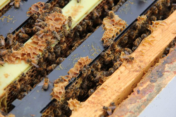 Worker honeybees in a hive at York University