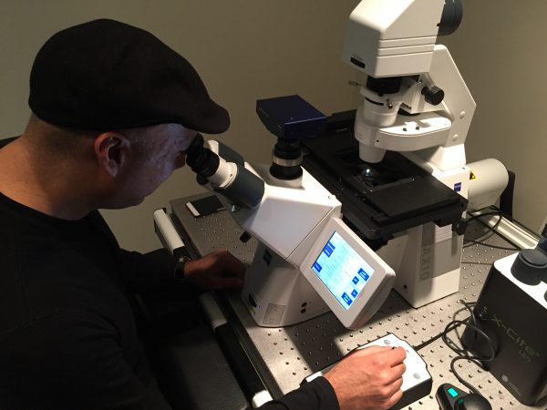 York U chemistry Professor Muhammad Yousaf looks at the 3D heart tissue cells beating together as one
