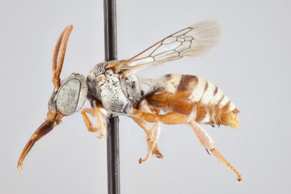 A specimen of a male cuckoo bee