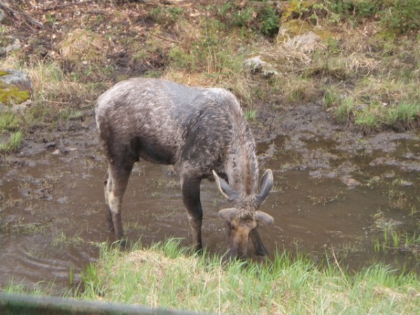 Image of moose in Algonquin Park 