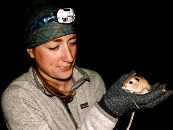 Ord's Kangaroo Rat is one of Alberta's most endangered animals. Photo courtesy of Wildlife Preservation Canada