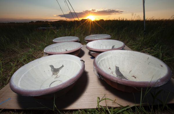 white-crowned sparrows in dishes in a field