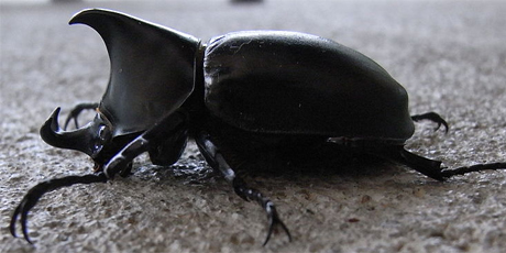 Side photo of a rhinoceros beetle