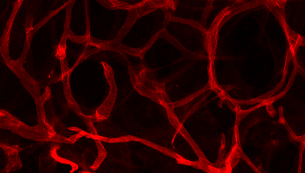 blood vessels in fat tissue