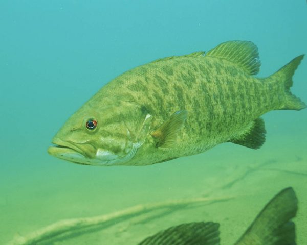 The invading smallmouth bass fish. Credit: U.S. Fish and Wildlife Service