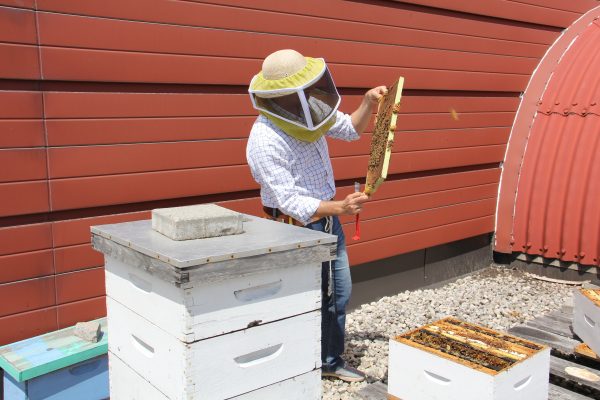 Professor Amro Zayed checking out a frame of honeybees from one of his rooftop colonies at York University