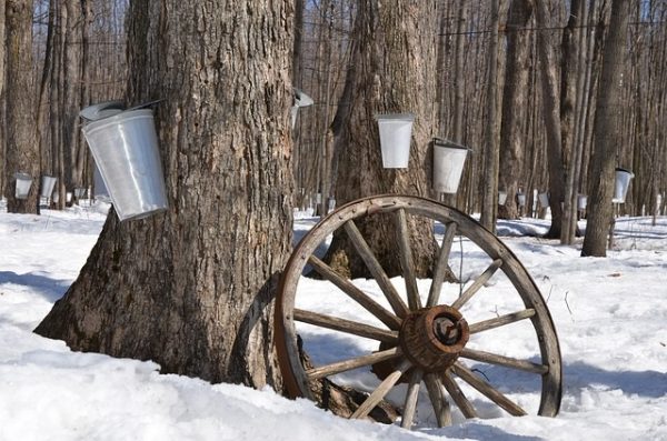 A wood ash recycling program could help save Muskoka’s forests and lakes.