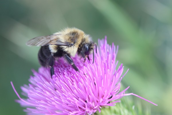 Image of worker bee on thistle