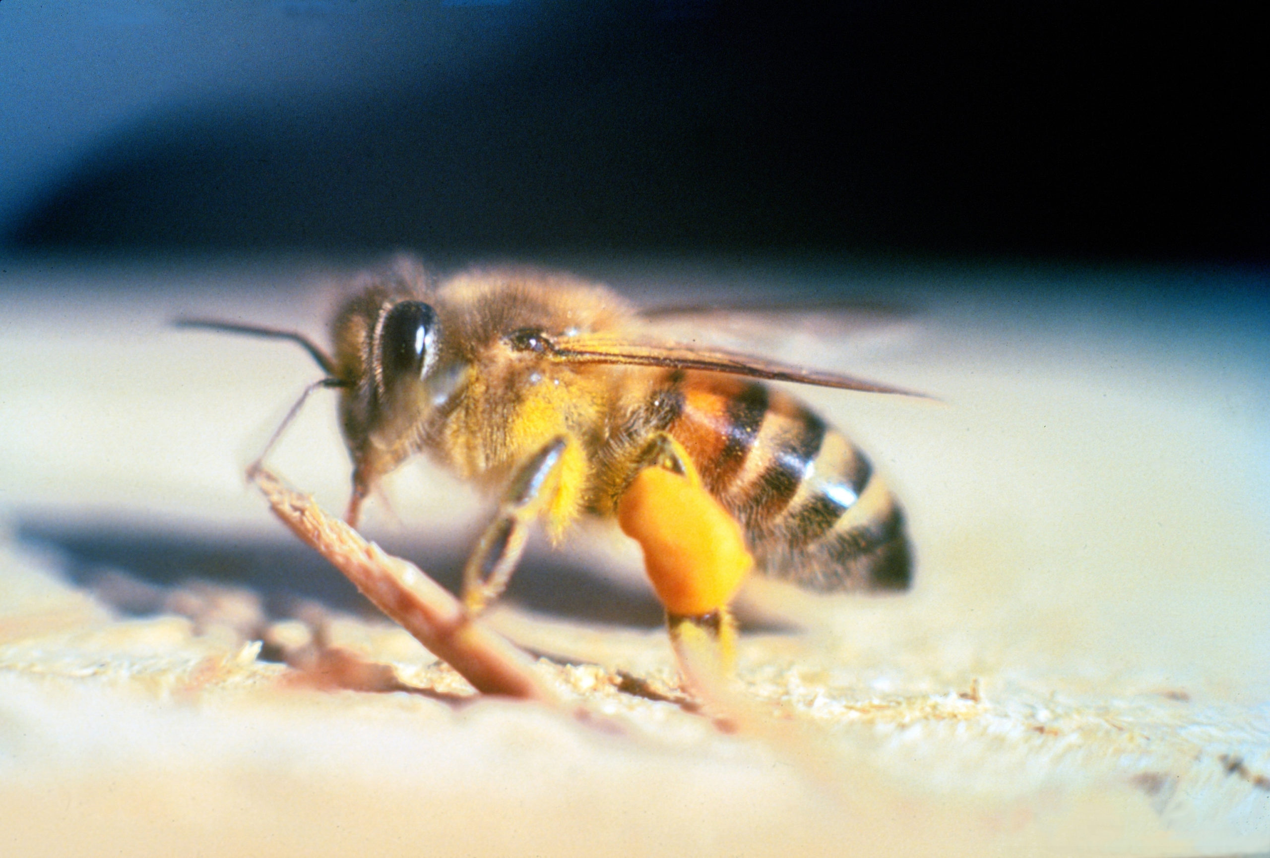 York U study: European ancestry plays role in ‘killer’ honey bees ...