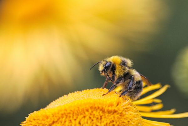 bee on yellow flower