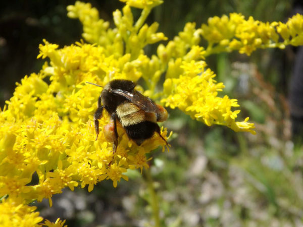 yellow-banded bumblebee on yellow flowers