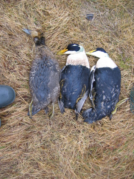 oiled eiders_credit Environment and Climate Change Canada